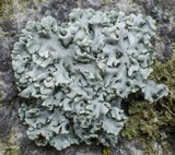 Hypogymnia physodes image
