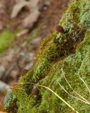 Deconica rhomboidospora image