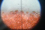 Deconica rhomboidospora image