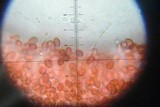 Deconica rhomboidospora image