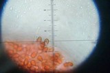 Deconica rhomboidospora image
