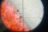 Deconica rhomboidospora image