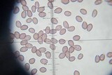 Deconica rhomboidospora image
