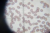 Deconica rhomboidospora image