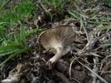 Clitocybe font-queri image