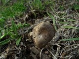 Clitocybe font-queri image