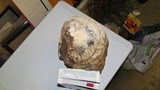 Fomitopsis officinalis image