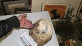 Fomitopsis officinalis image
