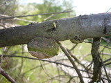 Fomitiporia hippophaeicola image