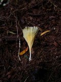Cotylidia aurantiaca image