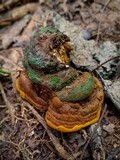 Phylloporia chrysites image