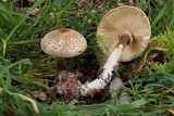 Chlorophyllum olivieri image