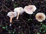 Clitocybe cistophila image