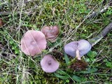 Lepista sordida image