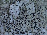 Arthonia ilicina image