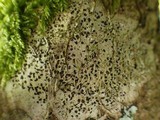Arthonia ilicina image