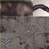 Arthonia ilicina image