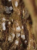 Propolis leonis image