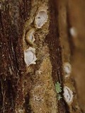 Propolis leonis image