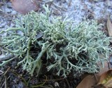 Cladonia pachycladodes image