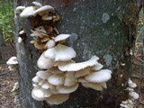 Pleurotus pulmonarius image