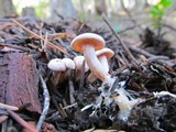 Clitocybe albirhiza image