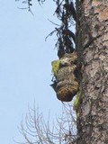 Fomitopsis officinalis image