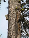 Fomitopsis officinalis image