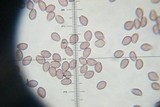 Deconica rhomboidospora image