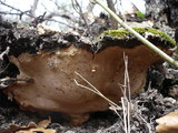 Fuscoporia torulosa image