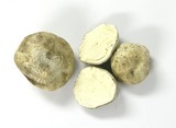 Gastropila fumosa image