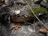 Fuscoporia torulosa image