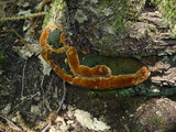 Fuscoporia torulosa image