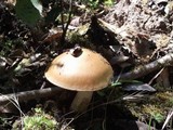 Amanita subnudipes image