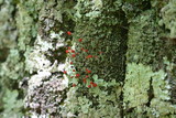 Cladonia floerkeana image