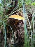 Suillus cavipes image