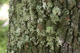 Cladonia floerkeana image