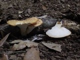 Polyporus tuberaster image