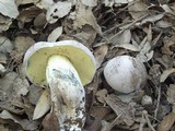 Caloboletus radicans image