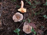 Lactarius quieticolor image