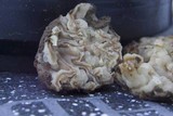 Geopora cooperi image