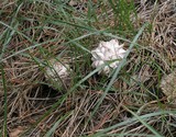 Calvatia sculpta image