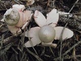 Geastrum rufescens image