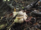 Geastrum triplex image