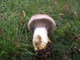Gomphidius glutinosus image