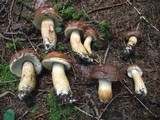 Imleria badia image
