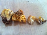 Cantharellus melanoxeros image