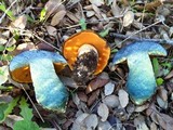 Boletus luridiformis image