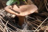 Lactarius rufus image