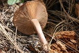Lactarius rufus image